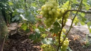 Обзор сверхранних и ранних сортов винограда