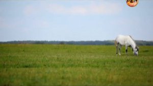 Рюрик  Потерянная быль   часть вторая