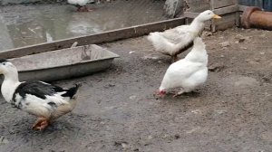 Сбор куриных яиц /сколько куры у меня сейчас снесли яиц // обзор остальной птицы!