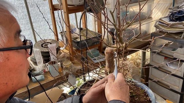 樹形を15年考えた末に雅風展ポスター樹形を考えながら姫沙羅中品盆栽→小品盆栽へやじま園@tane.bonsai смотреть онлайн