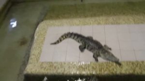 Крокодиловая ферма в Екатеринбурге: лекция-аттракцион