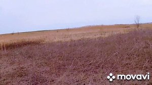 Охота  с легавой. Шикарная сработочка. Молодой курцхаар.