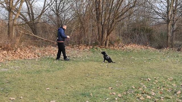 Стаффордширский бультерьер. Послушание. Команды. Любимые игры. Staffy. Staffordshire Bullterrier.