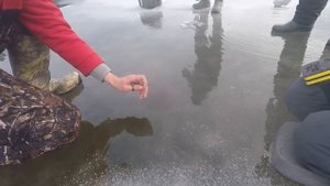 Сазани і карасі клювали зимою краще, ніж літом.  Зимова рибалка на коропа та карася.