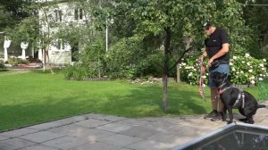 Догтренинг 641. Атаки на людей и собак. Возвращение кане-корсо Эмми