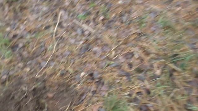 Заброшенный кедровый лес смотреть онлайн