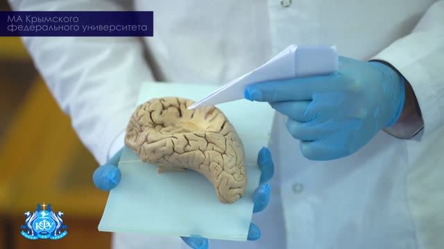 Строение островка головного мозга | Лекция