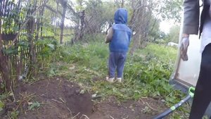 Сажаем ЛИСИЧКИ!
