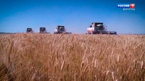 Уборка урожая 2020. Уборка пшеницы с высоты комбайнера _Волгоград 24