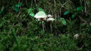 Mystery Of Glowing Mushrooms Meghalaya | रात को चमकने वाला मशरूम | Mushroom Kheti