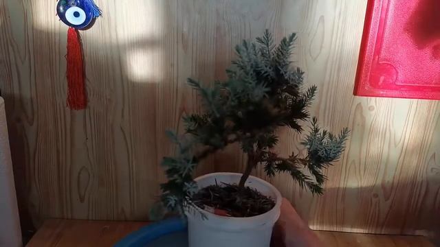БОНСАЙ из МОЖЖЕВЕЛЬНИКА снятие лигатуры