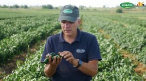 Перец халапеньо, острый и полезный! Гибриды Микстеко F1 и Эверман F1 от компании Vilmorin