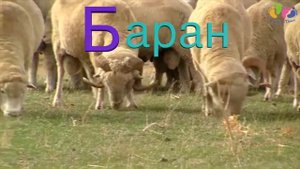 Лепим из пластилина буквы Т, Г, Б, В, З  Стишки о животных  Детское развивающее видео