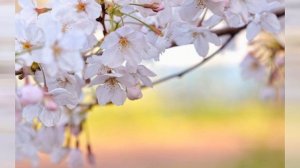 Приходи почаще на Голгофу...