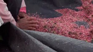 Перу: эфирное масло розового перца от doTERRA