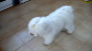 Coton de tulear and Tibetian Terrier girls Playing