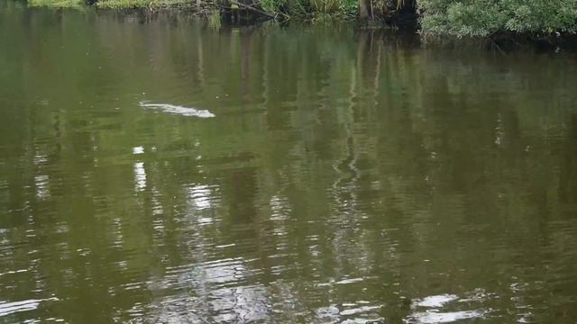 Земля аллигаторов, Луизиана, 2016 смотреть онлайн