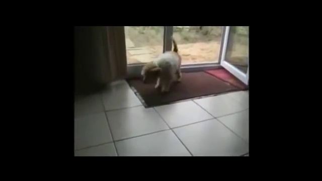 Вытирает лапы