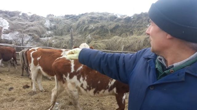 Беспривязное содержание крс
