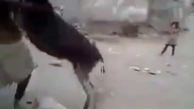 Танцует с ослом. Кто сказал, что ослы не умеют вальсировать))) смотреть онлайн