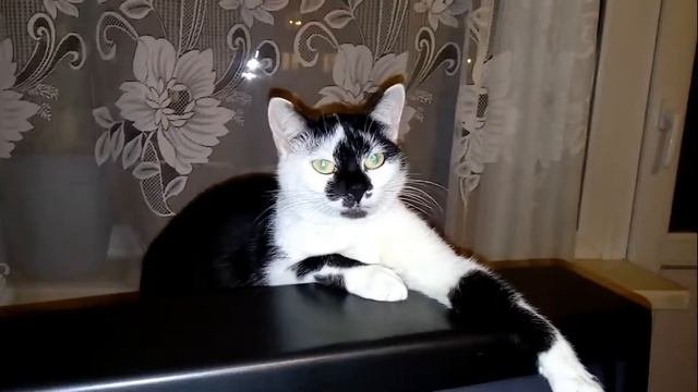Кошка не умеет мяукать в голос. Кошка устала и у нее пропал голос.