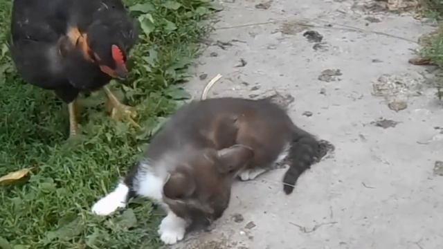 Курица подошла к коту и клюнула его. В то, что случилось дальше, вериться с трудом! смотреть онлайн