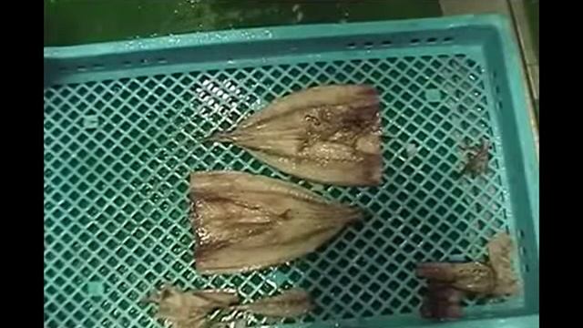 CHBR-40 машина филетировки сельдь, скумбрия в видео филе бабочка