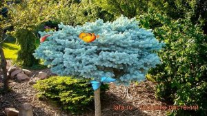 Ель колючая Глаука Глобоза - штамб (picea) ? обзор: как сажать, саженцы ели Глаука Глобоза - штамб