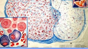 Эндокринная система - 1. Видео лекция С.М.Зиматкин (17)