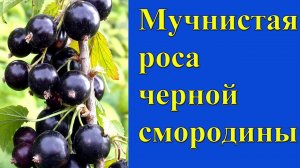 Лечение болезни мучнистой росы черной смородины