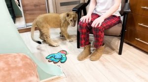 Мы В ШОКЕ!! Куда делась ИСТОЩЕННАЯ И БОЛЬНАЯ львица Симба?! Она меняется до НЕУЗНАВАЕМОСТИ!