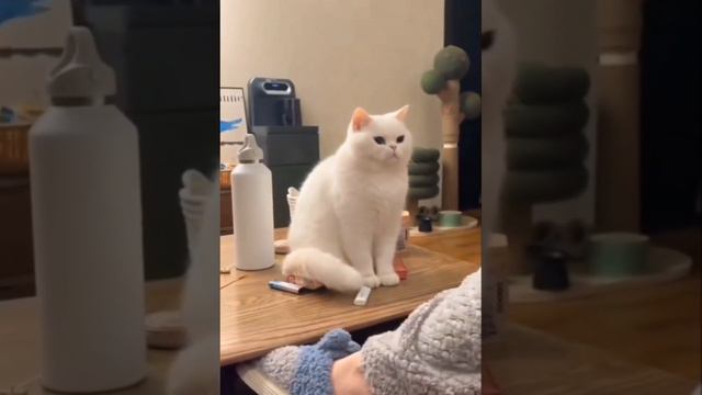 ЗАБАВНЫЕ ЖИВОТНЫЕ
