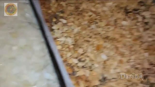 Как высушить репчатый лук