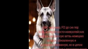 Восточноевропейская овчарка - все о породе