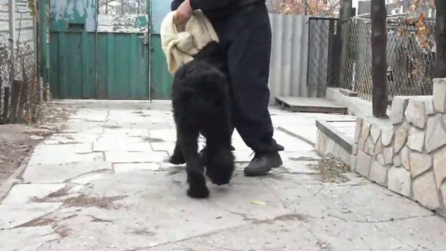 п-к  Роман-Кош..Роман-Кош Камелия  5 мес дочь РК Батерфляй Сильвер Вейв