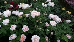 Обзор начала второго цветения роз,при температуре 35°.