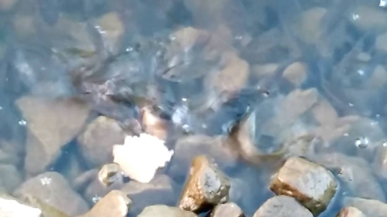 Голодные рыбы смотреть онлайн