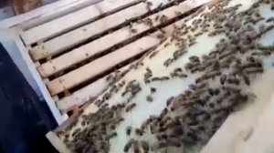 Спустя 10 дней после постановки р.р. 13.05.2021.