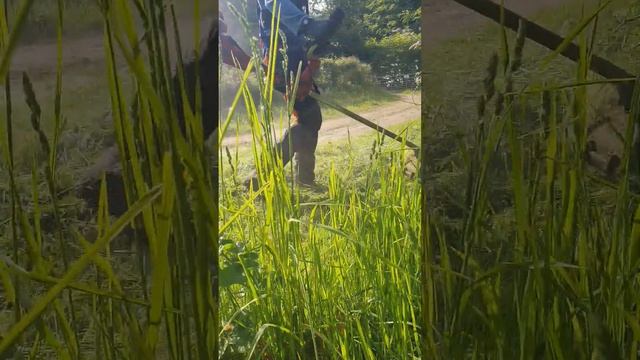 Husqvarna 545 RX Strimmer Brush Cutter Working in Thick Grass