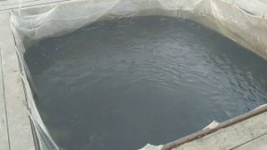 Добровский зональный рыбопитомник. Покупка линя. Рыба линь. Выпуск линя в пруд.