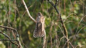 Кукушка видео, Птицы Новгородской области, наблюдение птиц,  6 августа 2023, Старая Русса