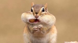 Бурундук. Самое интересное!