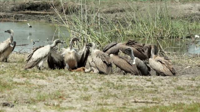 Африканские сипы дерутся за добычу смотреть онлайн