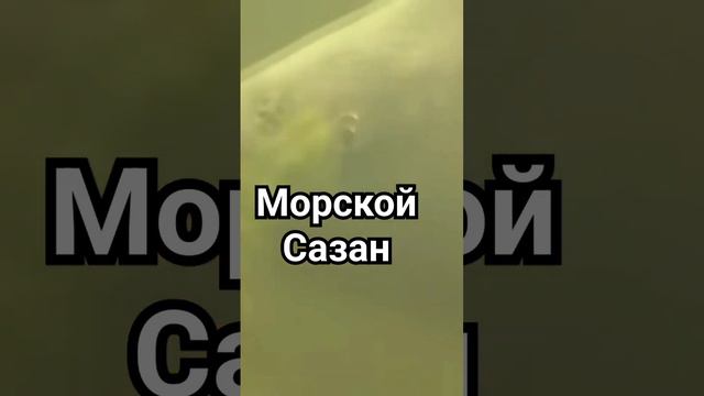 Морской сазан Каспия!!! #море #озеро