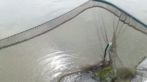 Спиннинг, воблер, щуки.