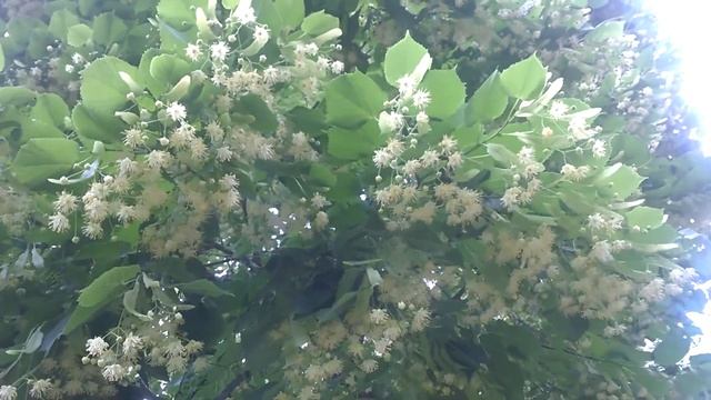 Липовый цвет на ветру. смотреть онлайн
