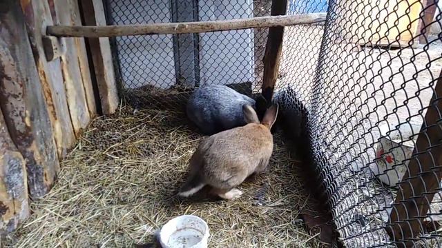 Спаривание кроликов! смотреть онлайн