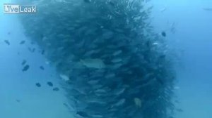 Подводное торнадо с тунцом