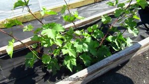 Виноград в Сибири. 30.06 обрезка пасынков.....