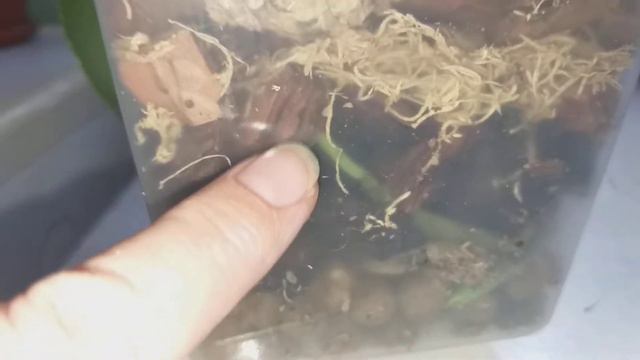 Орхидея Балм.Как дела у нее?🍀 смотреть онлайн